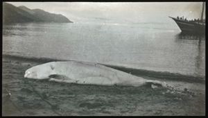 Image: White Whale On Beach [beluga]